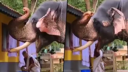 Elderly Woman Feeds Elephant; heartwarming video goes viral