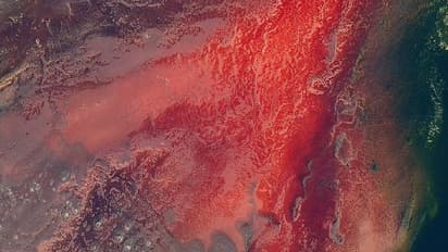 এই জলে নামলেই পাথর হয়ে যায় পাখিরা, অদ্ভুত রহস্যে মোড়া নেট্রন লেক