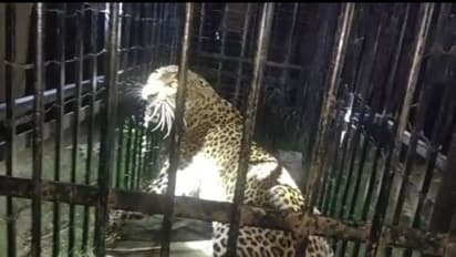 మెదక్: గాండ్రిస్తూ పైపైకి... బోనులో చిక్కిన చిరుతపులి (వీడియో)