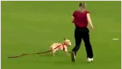మహిళల టీ20 మ్యాచ్ జరుగుతుండగా గ్రౌండ్లోకి క్యూట్ డాగ్.. బంతితో పరుగులు.. వీడియో ఇదే