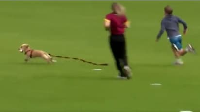 ക്രിക്കറ്റ് കളിക്കാനിറങ്ങി നായ! വീഡിയോ വൈറല്; ഗംഭീര ഫീല്ഡറെന്ന് പ്രശംസ