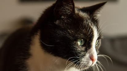 বিড়াল রাস্তা কাটলে গাড়ি কেন দাঁড়ায় জানেন, কুসংস্কার নয়, রয়েছে অন্য কারণ