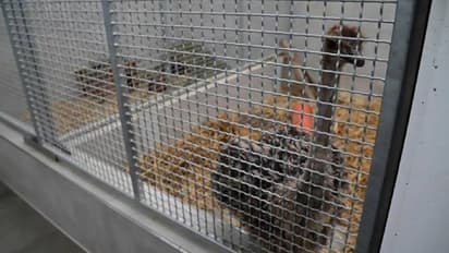 ഒരു ഒട്ടകപ്പക്ഷിയെ കളഞ്ഞുകിട്ടിയിട്ടുണ്ട്, ഉടമ വന്ന് കൊണ്ടുപോകണമെന്ന് മൃഗ സംരക്ഷണകേന്ദ്രം