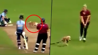 Dog interrupts women's T20 match, runs away on the pitch with ball; watch viral video