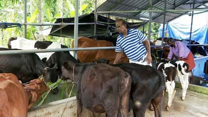എൺപതാം വയസ്സിലും പരിപാലിക്കുന്നത് 18 പശുക്കളെ, വാർധക്യത്തിലും തളരാതെ ഈ മുൻ സൈനികൻ