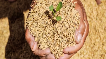  ಮುಂಗಾರು ಹಂಗಾಮಿನ ಬೆಳೆಗೆ ವಿಮೆ ಮಾಡಿಸಿ: ಪೂಜಾ