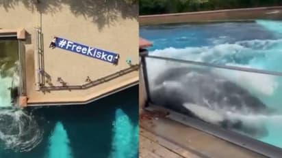 തല ടാങ്കിലടിച്ച് ലോകത്തിലെ 'ഏറ്റവും ഒറ്റപ്പെട്ട കൊലയാളിത്തിമിംഗലം', മോചിപ്പിക്കണമെന്ന ആവശ്യം ശക്തം