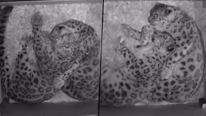 Snow leopard couple cuddles while relaxing; watch viral video