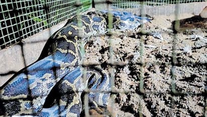 കോഴിയെ പിടിക്കാനായി കൂട്ടില്‍ കയറി; എട്ടടി നീളമുള്ള പെരുമ്പാമ്പ് കുടുങ്ങി