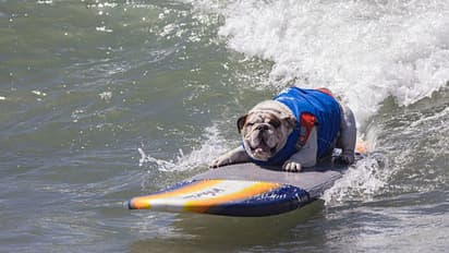 लग्जरियस लाइफ जीते हैं यहां के डॉगः कुत्तों के DNA टेस्ट पर इस देश के लोगों ने खर्चे 104 बिलियन डॉलर