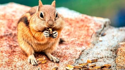 അണ്ണാനുകളിൽ മനുഷ്യസദൃശമായ പെരുമാറ്റം, ഇക്കാര്യങ്ങളിലെല്ലാം മനുഷ്യനോട് കൂടുതൽ സാദൃശ്യം പുലർത്തുന്നു, പഠനം