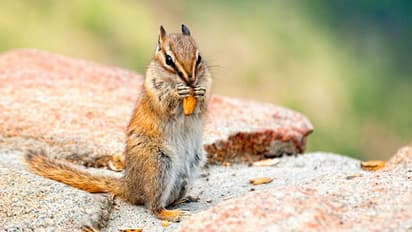 Astrology Tips: ಅಳಿಲು ಮನೆಗೆ ಬಂದ್ರೆ ಶುಭವೋ? ಅಶುಭವೋ?