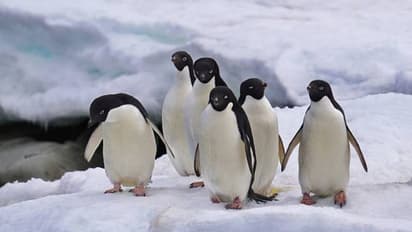 പെൻ​ഗ്വിനുകൾ അന്യ​ഗ്രഹ ജീവികളാണോ? പുതിയ സംശയം പ്രകടിപ്പിച്ച് ഒരുകൂട്ടം ​ഗവേഷകർ, കാരണം...