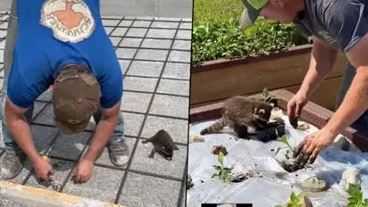 Baby raccoon helps man in his daily work; watch video