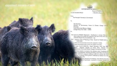 കാട്ടുപന്നിക്ക് ക്ഷുദ്രജീവി പദവി; കേരളാ വനം വകുപ്പ് ഒളിച്ചു കളിക്കുന്നതായി കര്ഷക സംഘടന