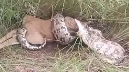 Giant python swallows a deer in Rajasthan; terrifying video goes viral