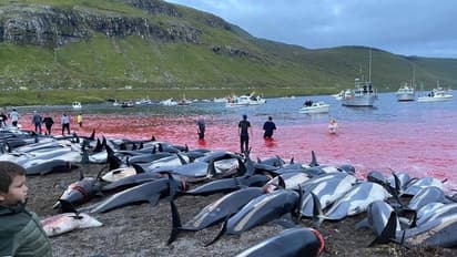 കരയില്കൊണ്ടുവന്ന് കഴുത്തറുക്കല്, ആയിരക്കണക്കിന് ഡോള്ഫിനുകളെ അരിഞ്ഞുതള്ളി ഒരാചാരം!