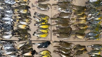 പക്ഷികളുടെ ശവപ്പറമ്പായി വേൾഡ് ട്രേഡ് സെന്റർ, കെട്ടിടങ്ങളിലിടിച്ച് ചാവുന്നത് നൂറുകണക്കിന് പക്ഷികൾ