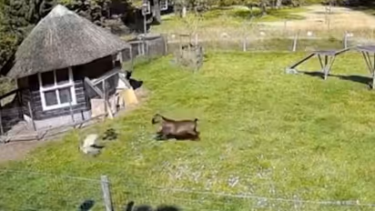 Goat and rooster team up to save chicken from a hawk; heroic video gathers over 4 million views