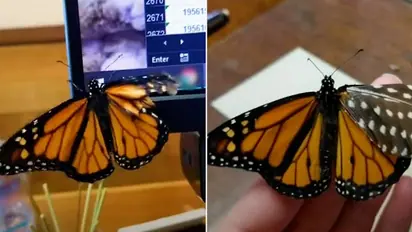 Ever thought of caring a butterfly’s broken wing? Watch the video to know how woman succeeds in it