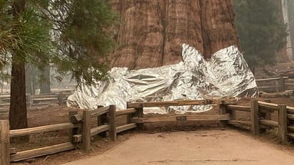 കൊടുങ്കാറ്റായി കാട്ടുതീ;ലോകത്തെ ഏറ്റവും വലിയ വൃക്ഷങ്ങളെ  തീപിടിക്കാത്ത പുതപ്പു കൊണ്ട് മൂടുന്നു