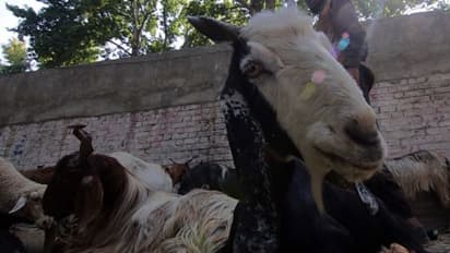 ആടുകളുടെ ചെവി മുറിച്ച് കഴുത്തിൽ ആഴത്തിൽ മുറിവുണ്ടാക്കി കൊല്ലും; പ്രതിക്ഷേധവുമായി കര്ഷകര്