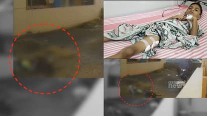 ആറുവയസുകാരനെ വളഞ്ഞിട്ട് കടിച്ചുകീറി തെരുവുനായക്കൂട്ടം