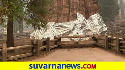 ಕಾಡ್ಗಿಚ್ಚಿನಿಂದ ವಿಶ್ವದ ಬೃಹತ್ ಮರ ರಕ್ಷಿಸಲು ಮರಕ್ಕೆ ಹೊದಿಕೆ!