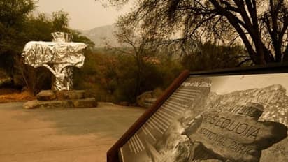 ലോകത്തിലെ ഏറ്റവും വലിയ വൃക്ഷങ്ങളിലേക്ക് പടർന്നു കയറി കാട്ടുതീ, സംരക്ഷിക്കാനായി പോരാടി അ​ഗ്നിശമനസേന