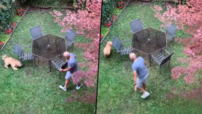 Funny video alert: Naughty dog giving a hard time to his owner; take a look