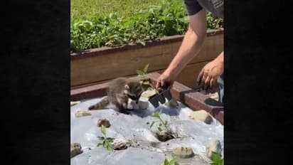 എല്ലായിടത്തും ഉടമയ്ക്ക് കൂട്ടുപോയി സഹായിക്കുന്ന ഒരു കുഞ്ഞ് റാക്കൂൺ, വൈറലായി വീഡിയോ