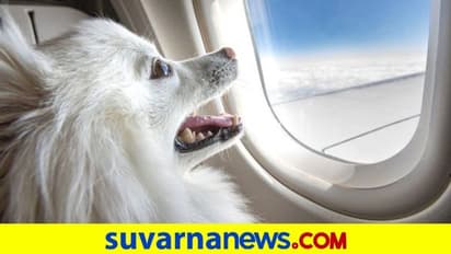 ನಾಯಿಗಾಗಿ ಇಡೀ ಏರ್ ಇಂಡಿಯಾ ಬ್ಯುಸಿನೆಸ್ ಕ್ಲಾಸ್ ಕ್ಯಾಬಿನ್ ಬುಕ್ ಮಾಡಿದ ಮಾಲೀಕ