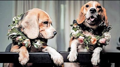 புத்தாடைகள், அழைப்பிதழ் அச்சடித்து நாய்களுக்குத் திருமணம் செய்த உரிமையாளர்கள்: ஹரியானாவில் ஸ்வாரஸ்யம்