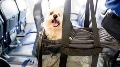 നായയ്ക്ക് യാത്ര ചെയ്യാനായി എയർ ഇന്ത്യയുടെ ബിസിനസ് ക്ലാസ്, ഉടമ ചെലവഴിച്ചത് 2.5 ലക്ഷത്തിലധികം രൂപ
