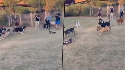 Dogs chasing a remote-controlled car amazed netizens; watch video