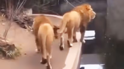 Lion accidentally falls into the water; Find out what happened next