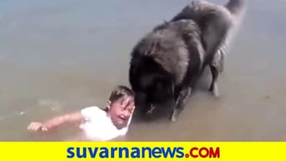 ಸಮುದ್ರದಲ್ಲಿ ಮುಳುಗುತ್ತಿದ್ದ ಮಗುವನ್ನು ರಕ್ಷಿಸಿದ ನಾಯಿ, ಪ್ರಾಮಾಣಿಕತೆಗಿಲ್ಲ ಸರಿಸಾಟಿ!