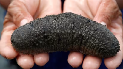 കോടികള് വിലമതിക്കുന്ന 'കടല്വെള്ളരി'; ഇത് എന്താണെന്നറിയാത്തവര് ഇപ്പോഴുമുണ്ട്