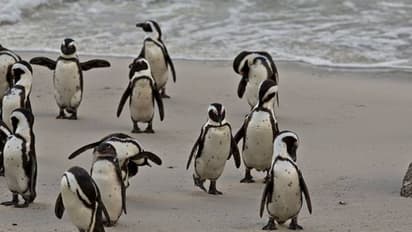 വളഞ്ഞിട്ടു കുത്തി? തേനീച്ചക്കൂട്ടത്തിന്റെ കുത്തേറ്റ് ചത്തനിലയിൽ കണ്ടെത്തിയത് 63 സൗത്ത്ആഫ്രിക്കൻ പെൻഗ്വിനുകളെ