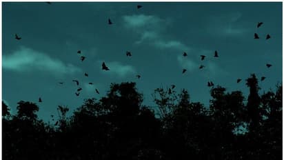 വന്യമൃഗങ്ങള്ക്കൊപ്പം വവ്വാലും; വലഞ്ഞ് കര്ഷകര്