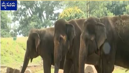 ఏనుగుల గుంపును తరమబోతే.. గురి తప్పిన తూటా, తల్లి ఒడిలోని రెండేళ్ల చిన్నారి ప్రాణాలు తీసింది..