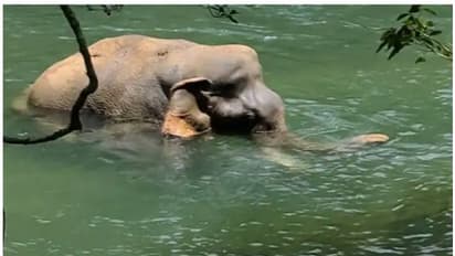 ആറളം ഫാമിൽ ഗുരുതര പരിക്കോടെ കണ്ടെത്തിയ കൊമ്പനാന ചരിഞ്ഞു