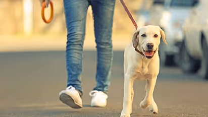 നായ്ക്കളെ വളർത്തുമ്പോള് എന്തൊക്കെ ശ്രദ്ധിക്കണം, മുന്കരുതലുകള് എങ്ങനെയൊക്കെ വേണം; അറിയേണ്ട കാര്യങ്ങള്