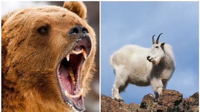 കൊല്ലാൻ ശ്രമിച്ച കരടിയെ കൊമ്പിന് കുത്തിക്കൊന്ന് മുട്ടനാട്