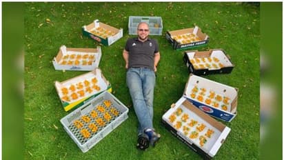 ഒറ്റ തണ്ടില് 839 തക്കാളികള്, ലോക റെക്കോഡിനായി ഒരു ഐടി ഉദ്യോഗസ്ഥൻ