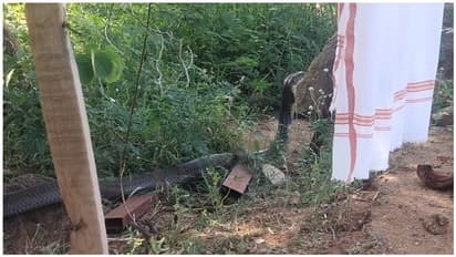 12 அடி ராஜநாகம்... நெல்லை அருகே வனக்காவலர்கள் வந்து.. பிறகு நடந்தது என்ன தெரியுமா..?