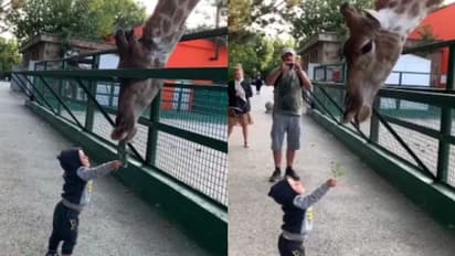 ജിറാഫിന് ഭക്ഷണം പങ്കുവച്ച് കുരുന്ന്; വൈറലായി വീഡിയോ