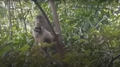 ನಾಯಿ ಮರಿ ಕಿಡ್ನಾಪ್ ಮಾಡಿದ ಕೋತಿ, 3 ದಿನದ ಸತತ ಕಾರ್ಯಾಚರಣೆ ಬಳಿಕ ರಕ್ಷಣೆ!