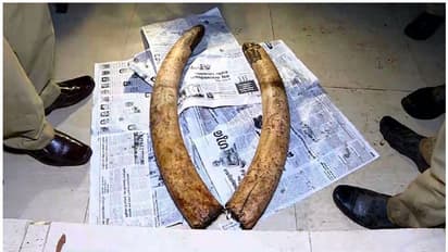 ഇടുക്കിയില്‍ ആനക്കൊമ്പ് വില്‍ക്കുന്നതിനിടെ ഒരാൾ പിടിയിൽ; കച്ചവടം ഉറപ്പിച്ചത് 12 ലക്ഷത്തിന്