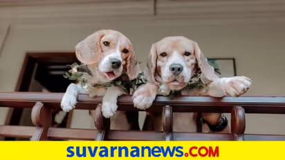 ಶ್ವಾನಗಳ ಶುಭವಿವಾಹ: ರೆಸಾರ್ಟ್ನಲ್ಲಿ ಅದ್ಧೂರಿ ಮದುವೆ, ಅತಿಥಿಗಳಿಗೆ ಬಿರಿಯಾನಿ ಊಟ